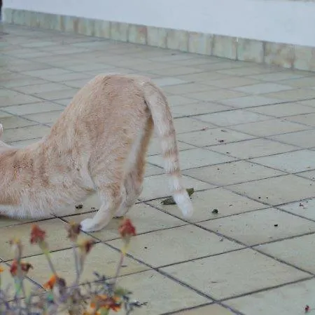 Vakantieboerderij Muehlberger Hof Petting