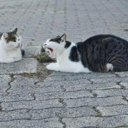 Muehlberger Hof Vakantieboerderij Petting