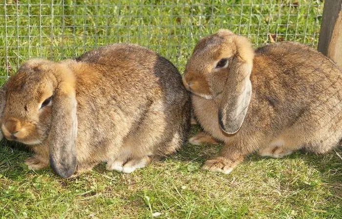 Muehlberger Hof Petting