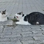 Muehlberger Hof Κατάλυμα σε φάρμα Petting