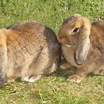 Muehlberger Hof Petting
