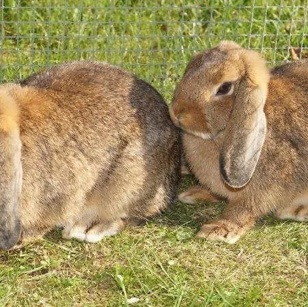 Muehlberger Hof Petting